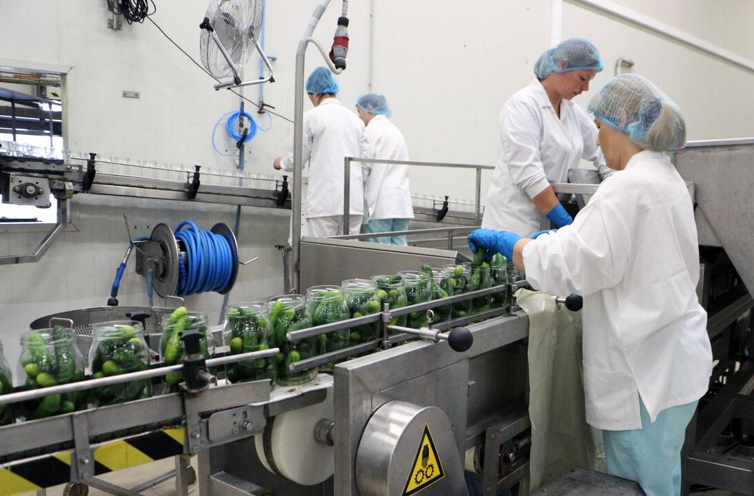 Darbymetis: Kėdainių konservų fabrike tik vieną kartą per metus vykstantys agurkų konservavimo darbai įprastai trunka apie pusantro ar du mėnesius.