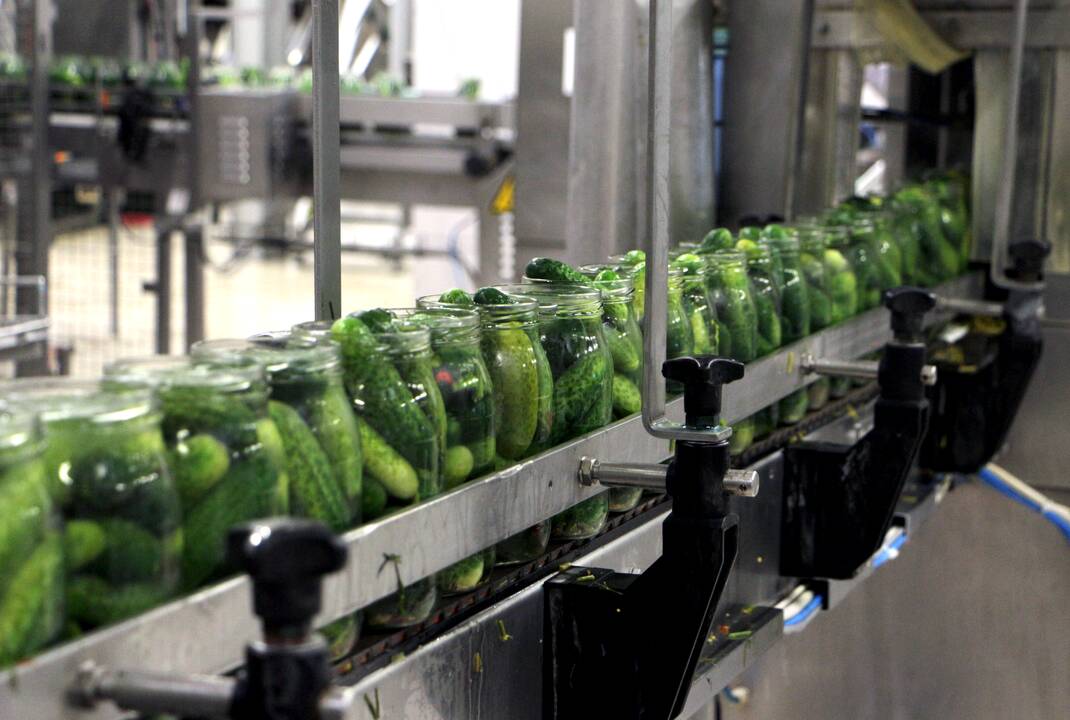 Darbymetis: Kėdainių konservų fabrike tik vieną kartą per metus vykstantys agurkų konservavimo darbai įprastai trunka apie pusantro ar du mėnesius.