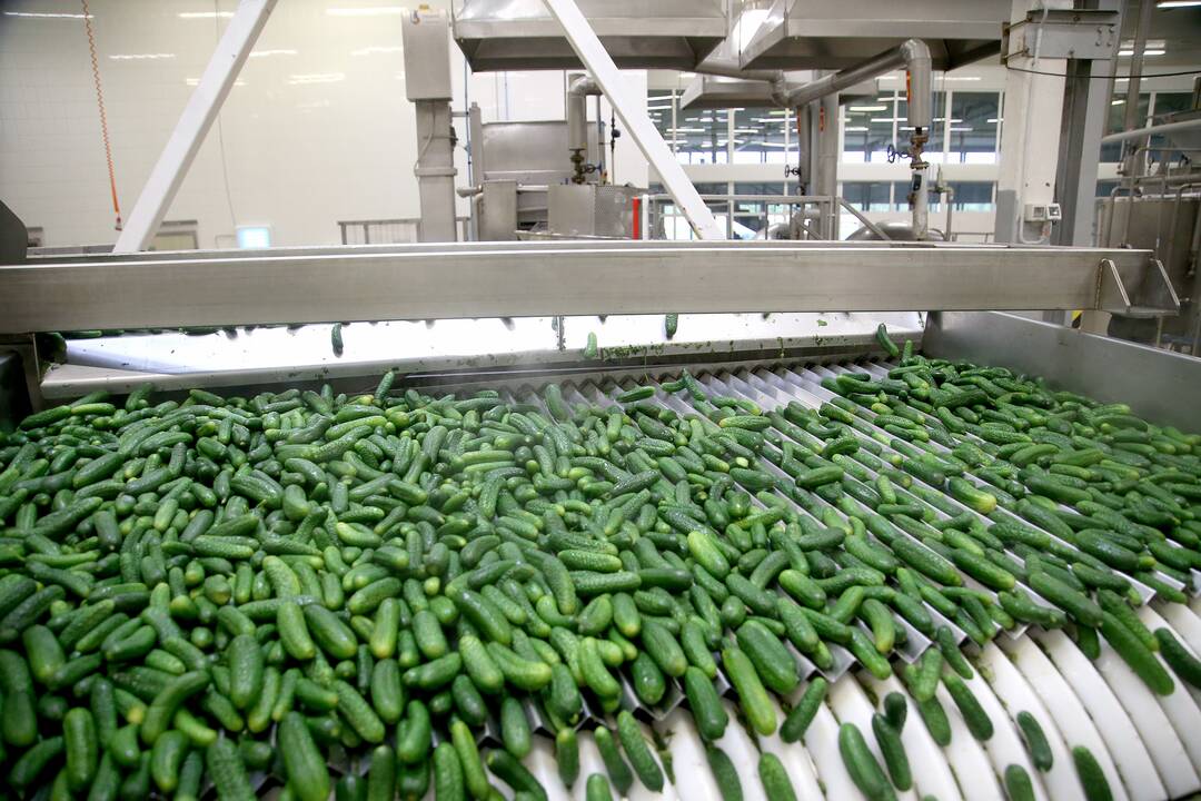 Darbymetis: Kėdainių konservų fabrike tik vieną kartą per metus vykstantys agurkų konservavimo darbai įprastai trunka apie pusantro ar du mėnesius.