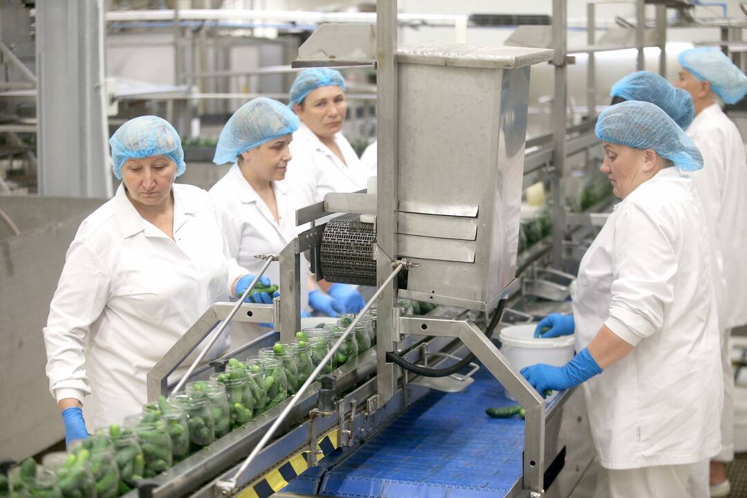 Darbymetis: Kėdainių konservų fabrike tik vieną kartą per metus vykstantys agurkų konservavimo darbai įprastai trunka apie pusantro ar du mėnesius.