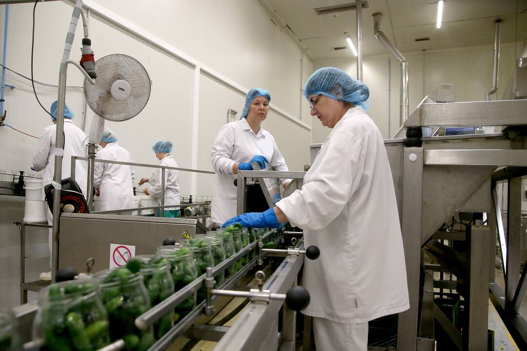 Darbymetis: Kėdainių konservų fabrike tik vieną kartą per metus vykstantys agurkų konservavimo darbai įprastai trunka apie pusantro ar du mėnesius.