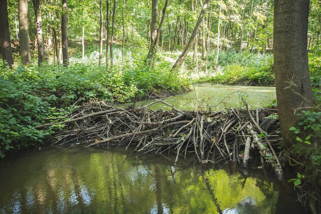 Miestas: Sėmeną kauniečiai apdovanojo mažosios architektūros objektais.