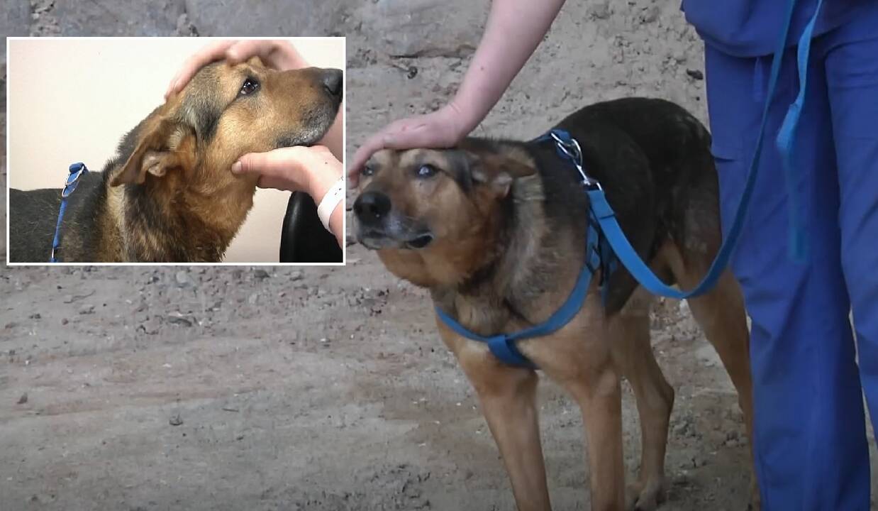 Neapsakomas žiaurumas: būdoje laikyto šuns kakle – žaizda, galėjusi kainuoti gyvybę