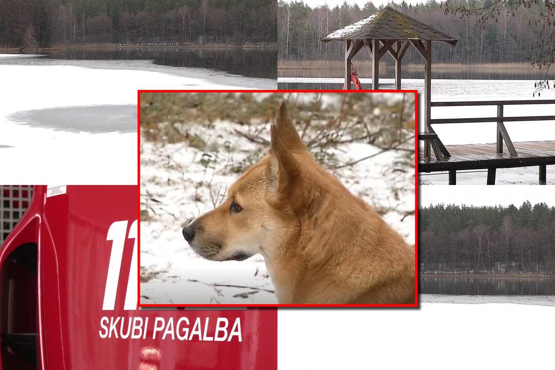 Šuns gelbėjimas vos nesibaigė liūdnai: draugė ant ledo šliaužė pilvu ir įlūžo kartu