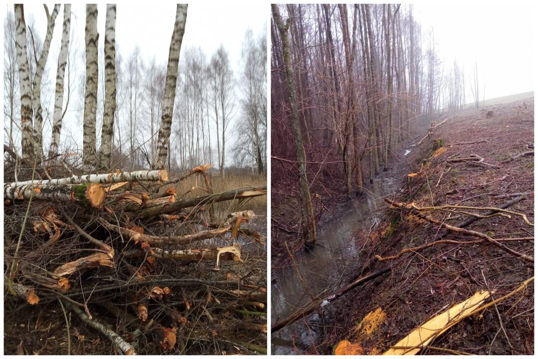 Trims neteisėtai želdinius kirtusiems žmonėms – baudžiamoji atsakomybė: žala – 28 tūkst. eurų