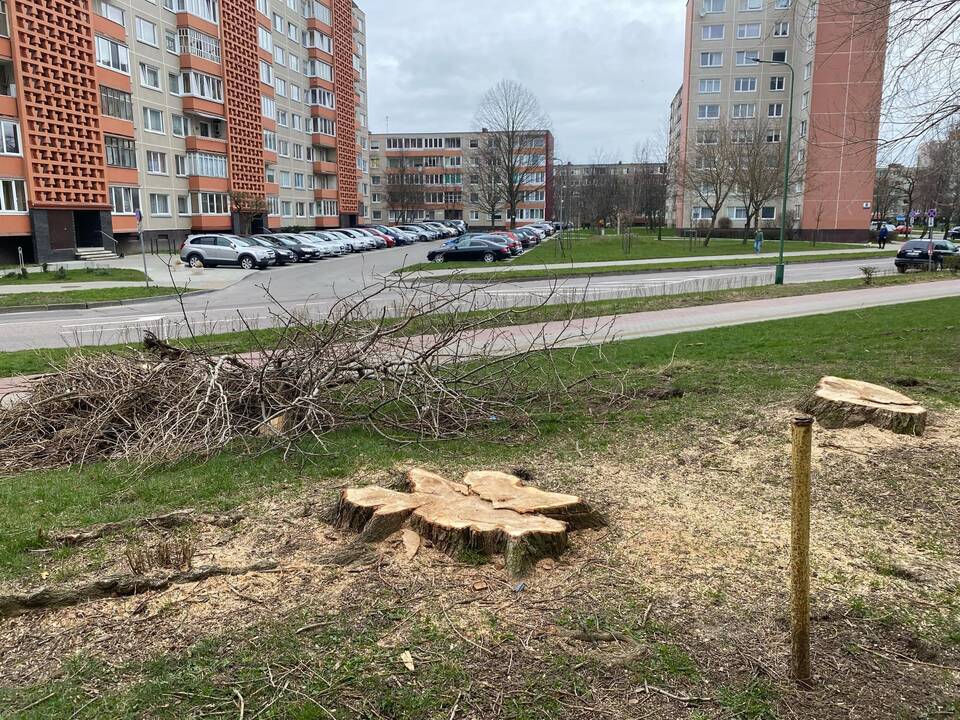 Klausimas: I. Simonaitytės gatvės gyventojams parūpo, kodėl darbininkai, nupjovę medžius, paliko šakų krūvas, kurios čia stūkso jau ilgoką laiką.