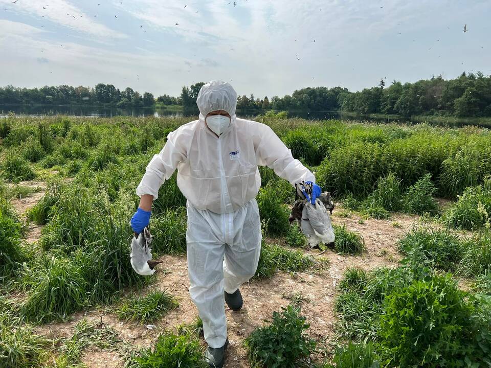 Paukščių gripas įsisuko Žuvėdrų saloje: gyventojų prašoma nesilankyti aplinkinėse teritorijose