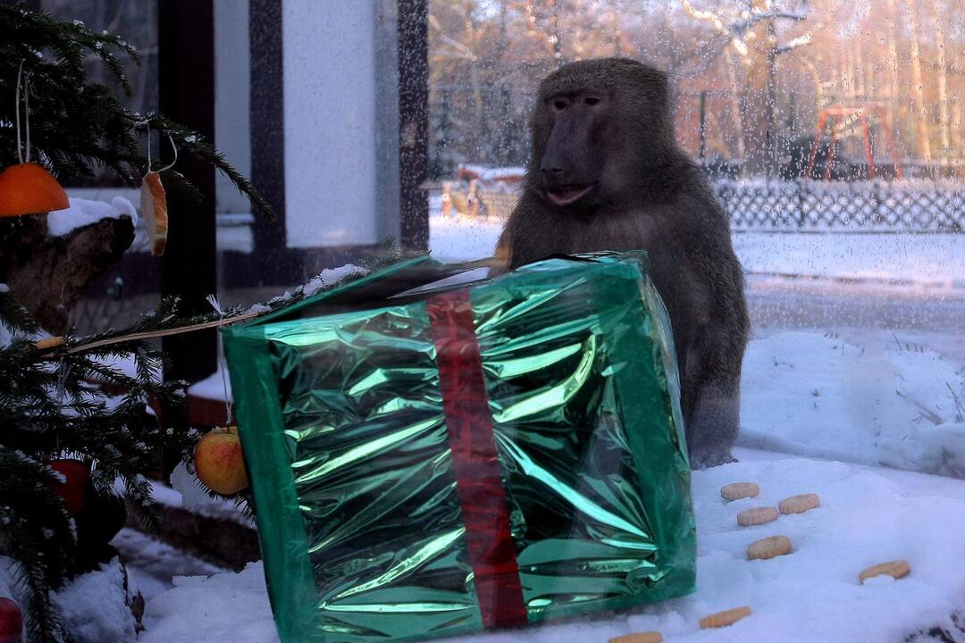 Kauno zoologijos sodo beždžionės prieš šventes netgi gauna dovanų.