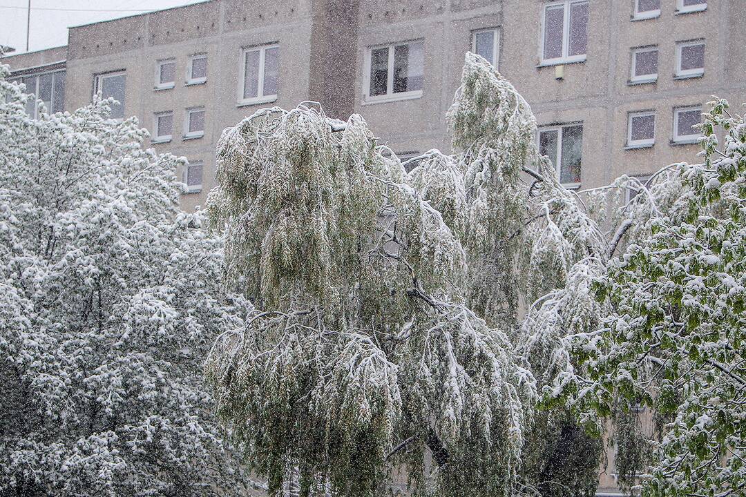 Gegužės 12-osios rytas Kaune
