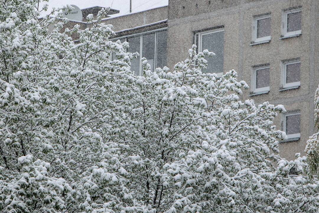 Gegužės 12-osios rytas Kaune
