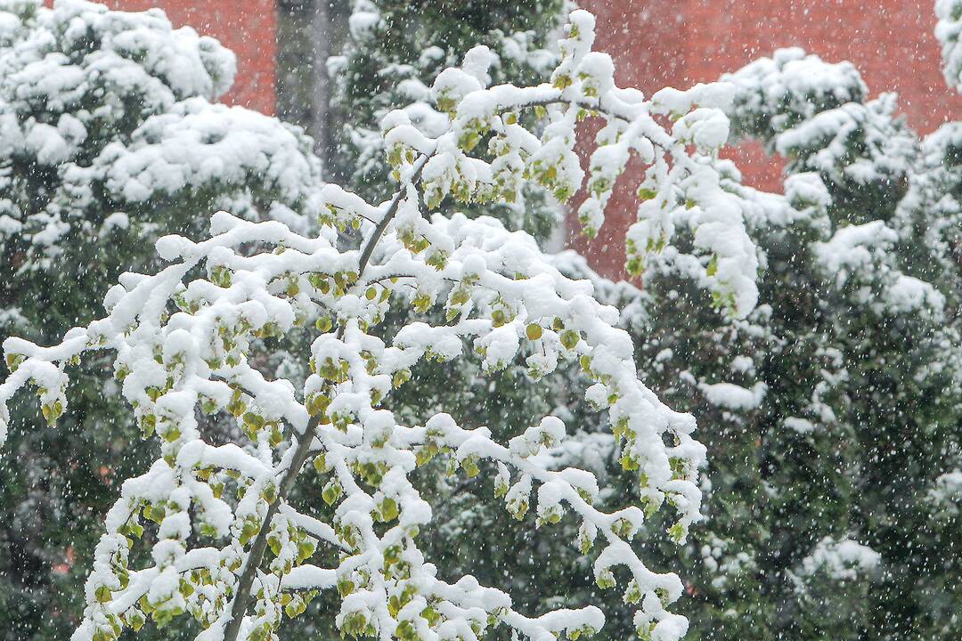 Gegužės 12-osios rytas Kaune