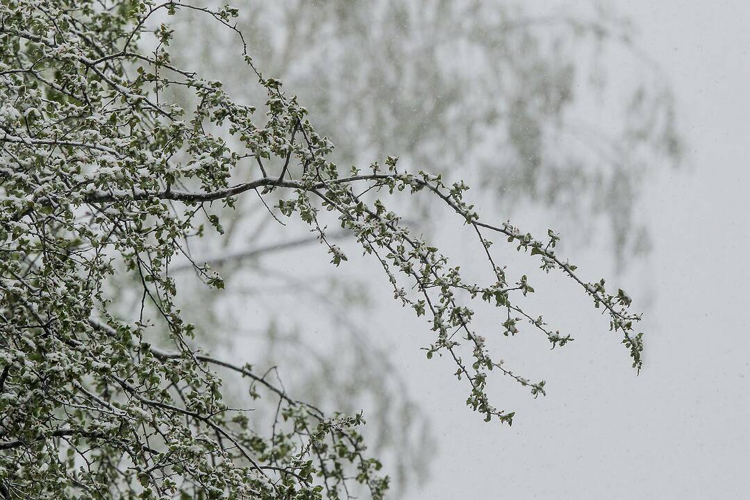 Gegužės 12-osios rytas Kaune