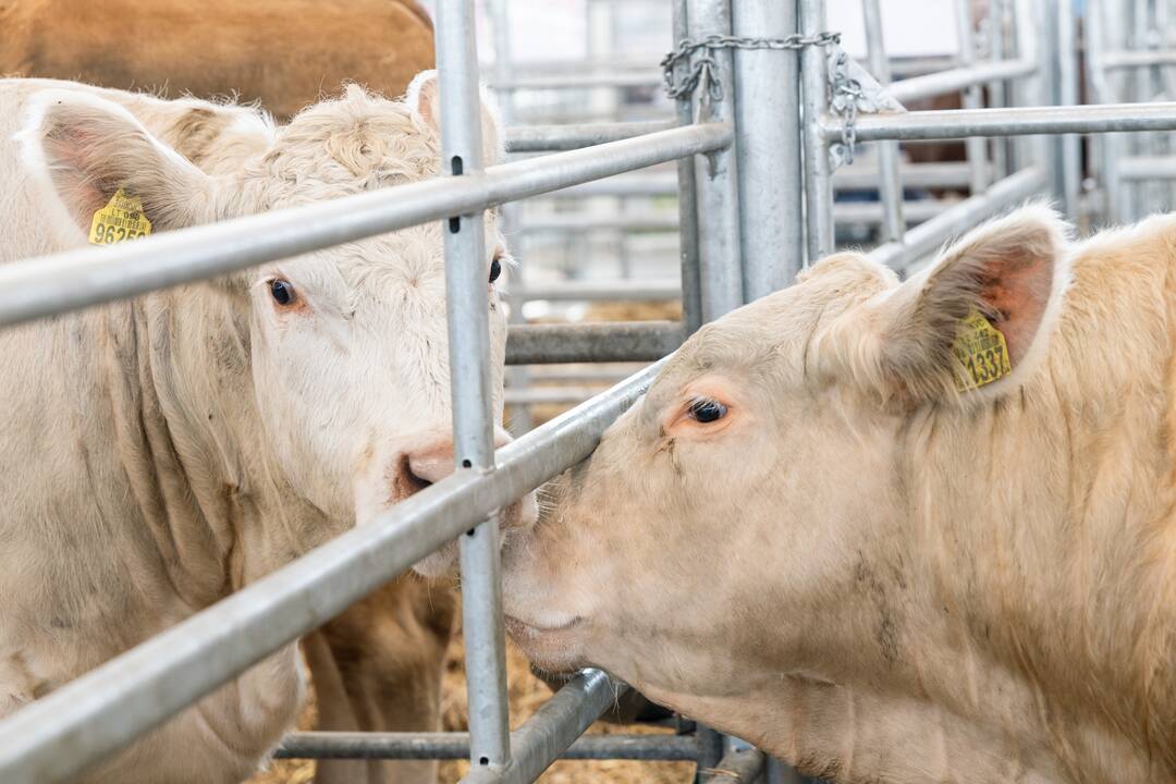 Gyvulininkystės paroda Akademijoje (2024)