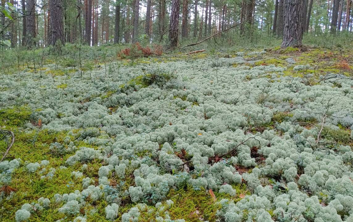 Valstybinė saugomų teritorijų tarnyba šių metų buveine paskelbė kerpinius pušynus