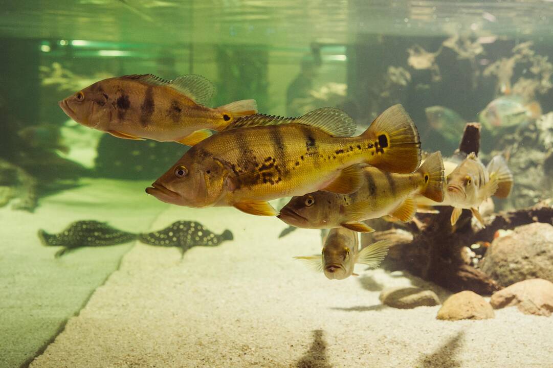 Vilniuje duris atvėrė zoologijos sodas