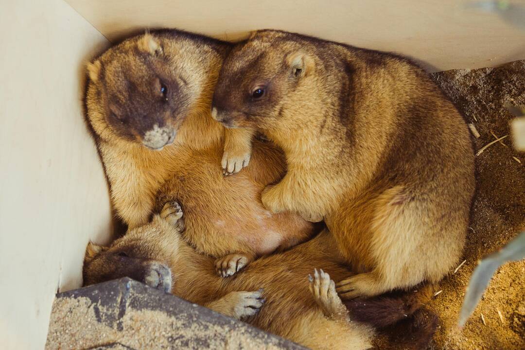 Vilniuje duris atvėrė zoologijos sodas