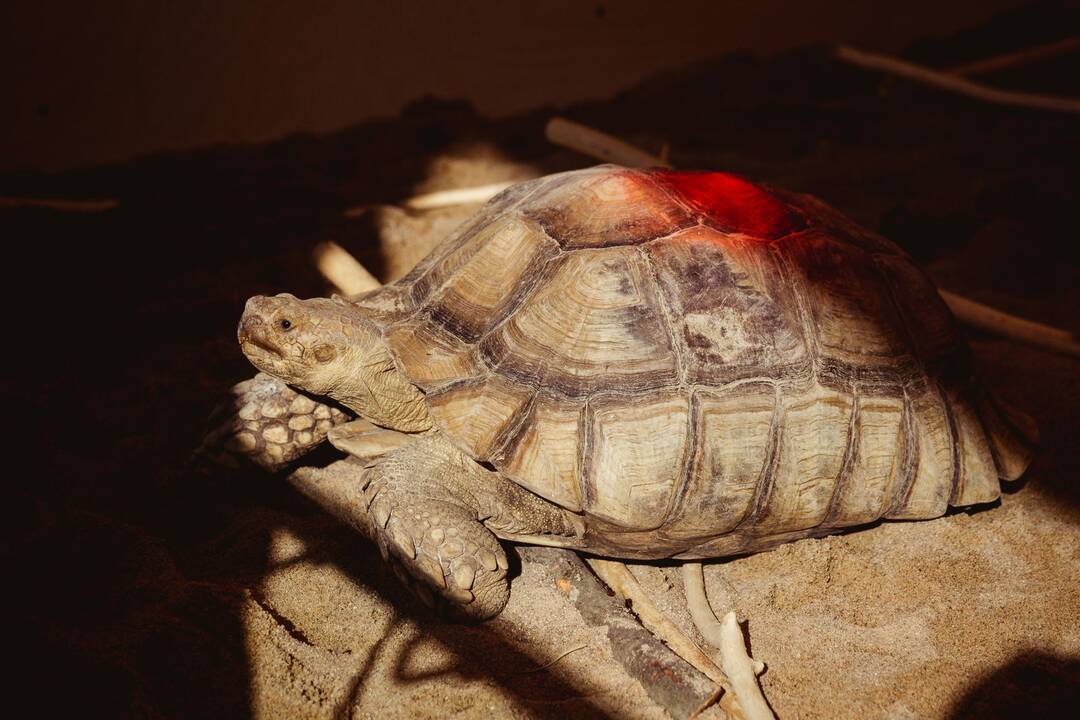 Vilniuje duris atvėrė zoologijos sodas