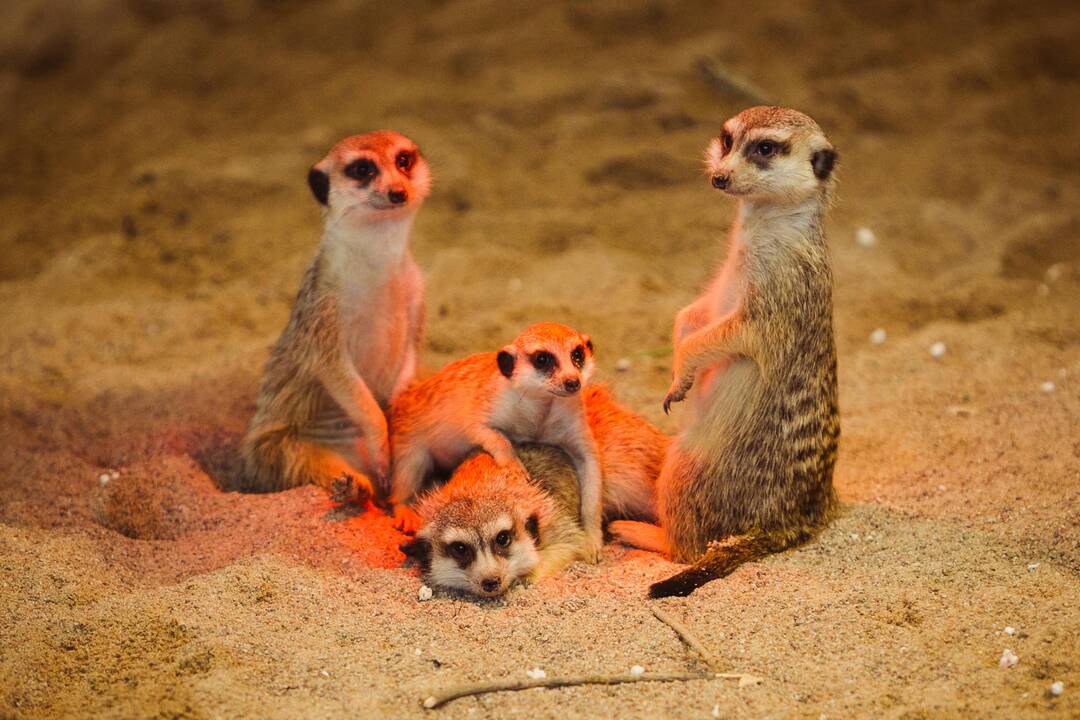 Vilniuje duris atvėrė zoologijos sodas