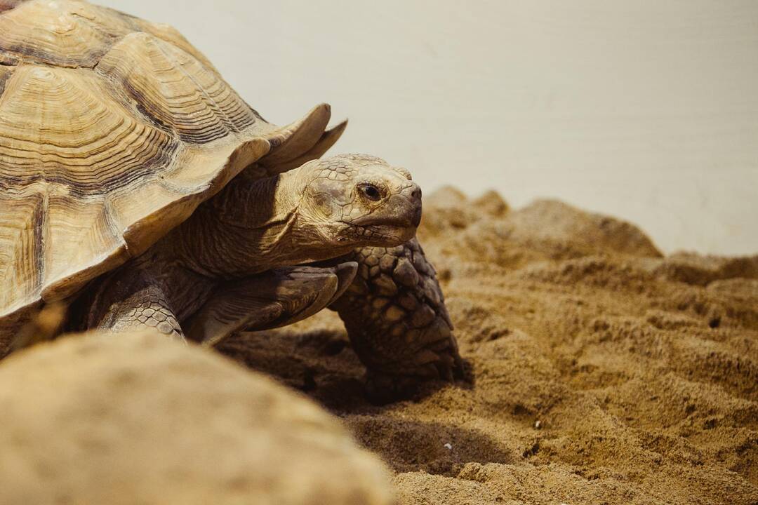 Vilniuje duris atvėrė zoologijos sodas