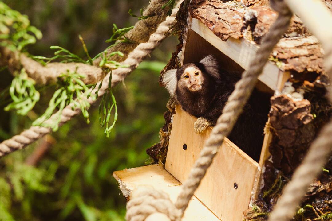 Vilniuje duris atvėrė zoologijos sodas