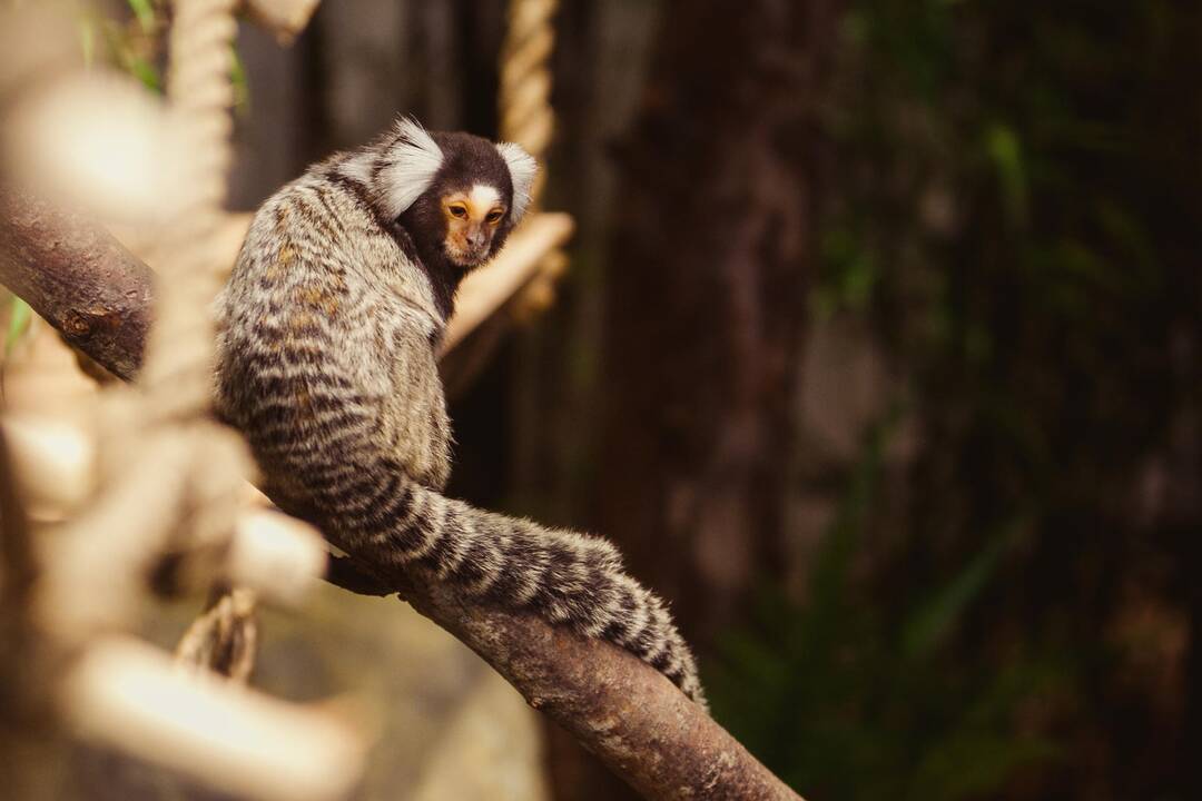 Vilniuje duris atvėrė zoologijos sodas