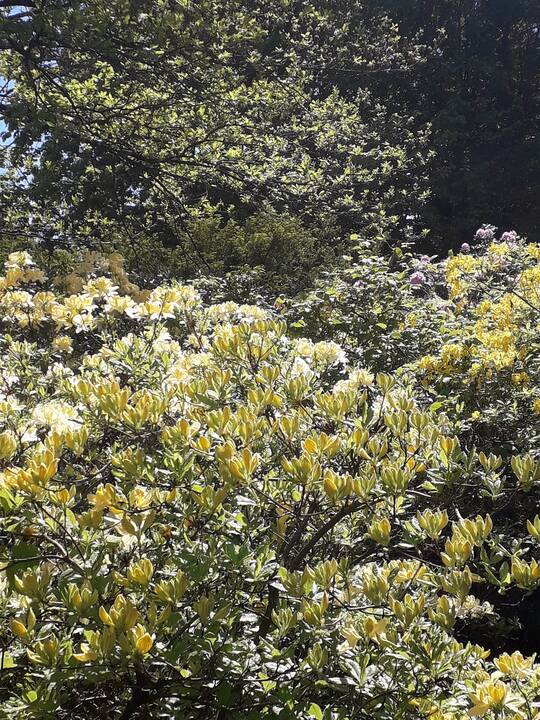 Dubravos arboretume jau pražydo rododendrai