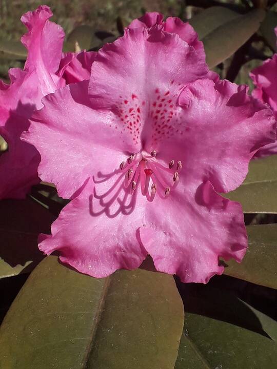 Dubravos arboretume jau pražydo rododendrai