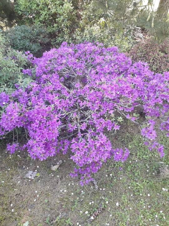 Dubravos arboretume jau pražydo rododendrai