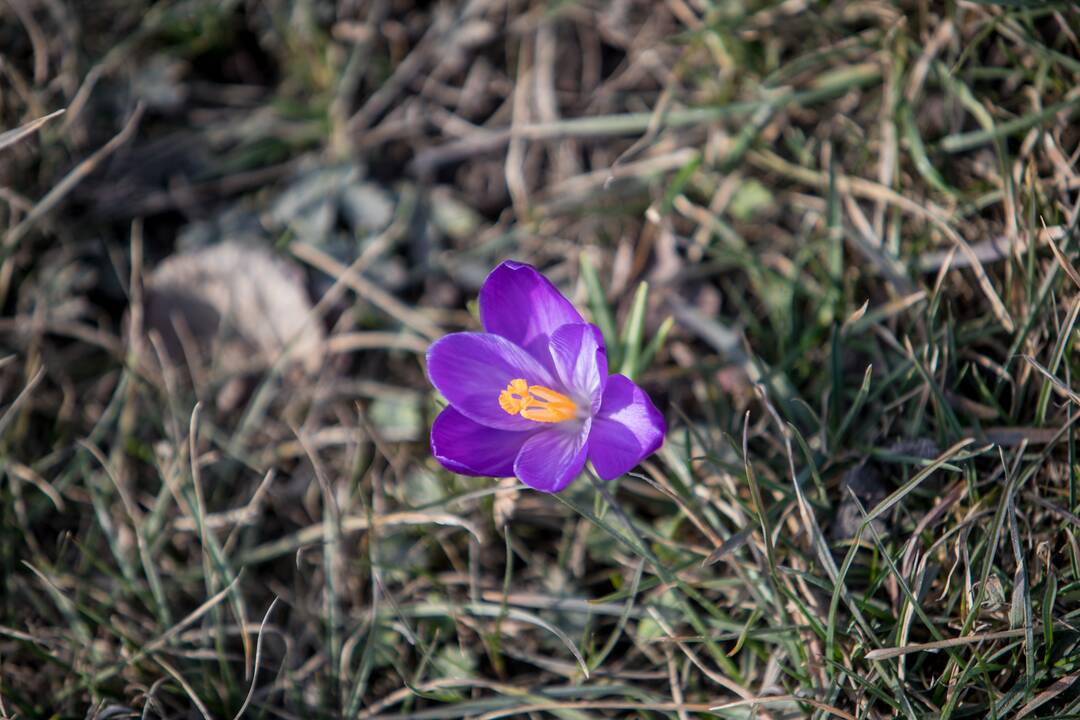 Judrioje Kauno sankryžoje jau džiugina krokai