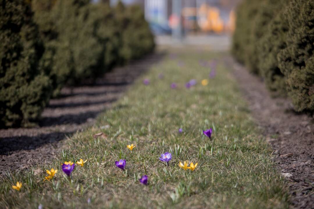 Judrioje Kauno sankryžoje jau džiugina krokai