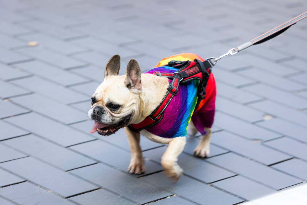 Sostinėje – LGBT eitynės „Už lygybę!“