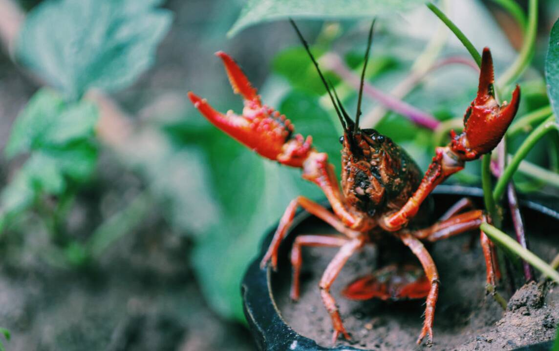 Asociatyvi nuotr.