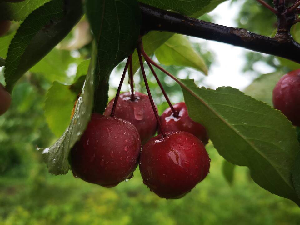 Lietuvoje siautėja stichija