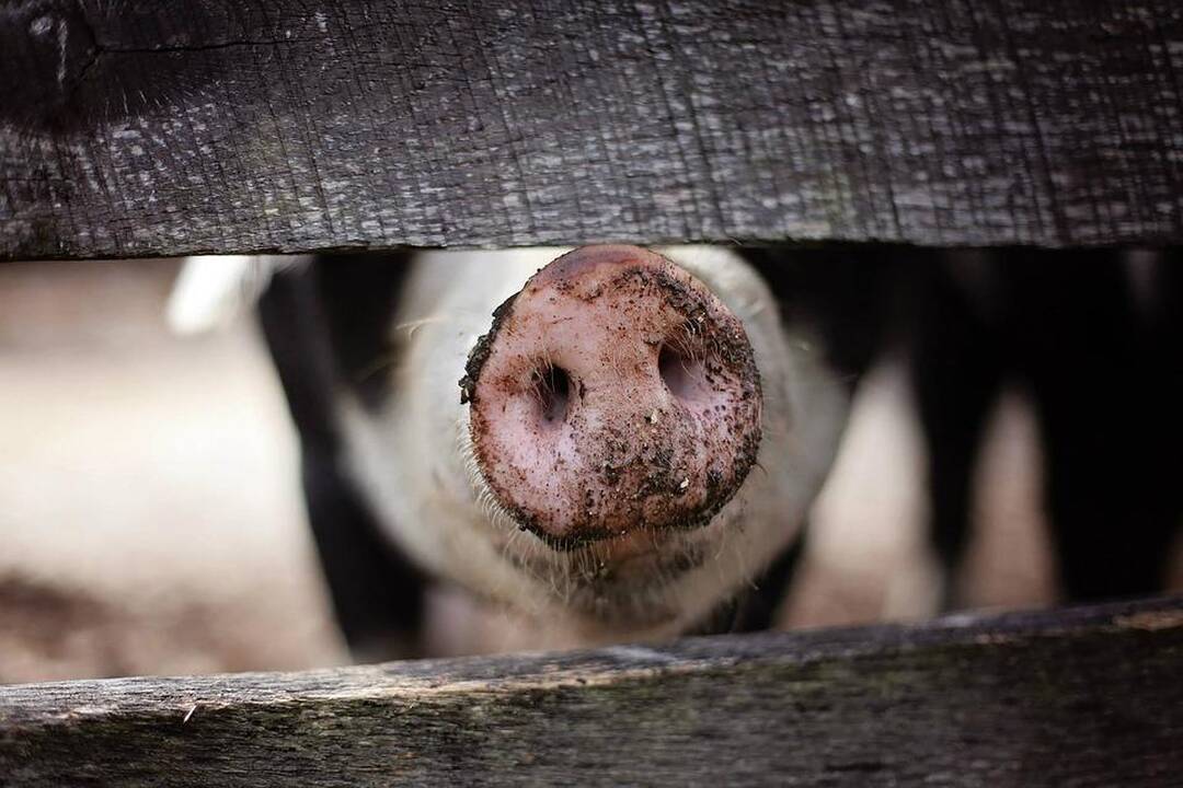 D. Remeika: kiaulių augintojams susimokėti už maro židinio likvidavimą būtų naudinga