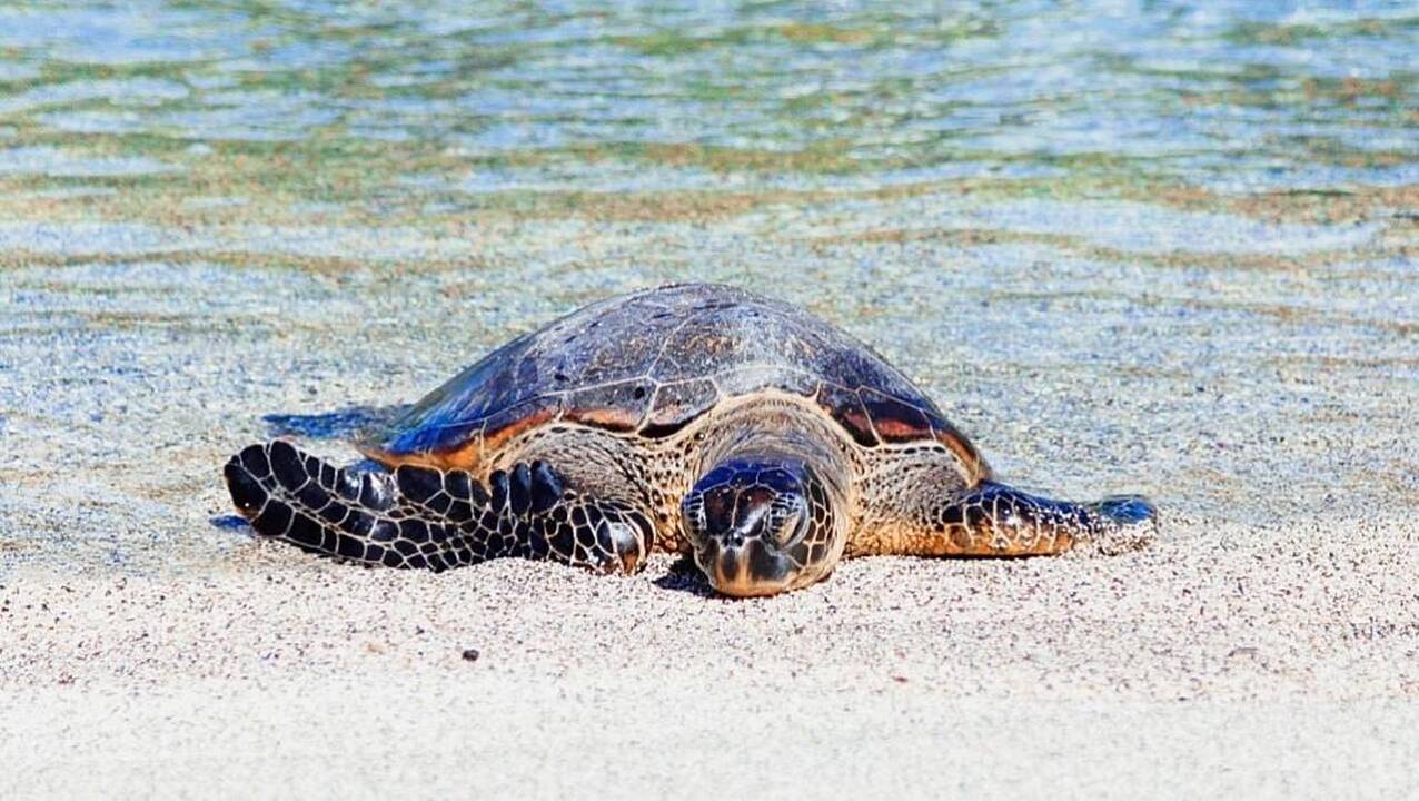 Vėžlio skrandyje rastas plastikas išryškino užterštų jūrų problemą