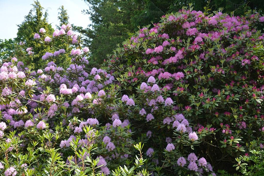 Dubravos arboretume jau pražydo rododendrai