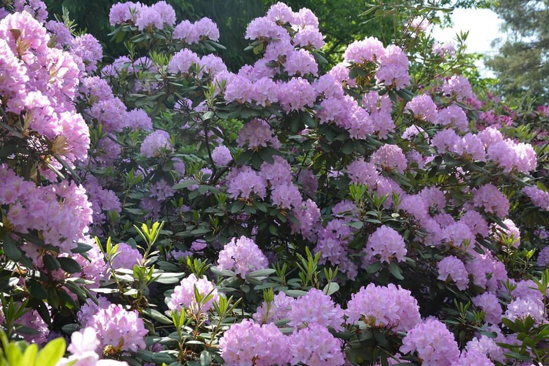 Dubravos arboretume jau pražydo rododendrai