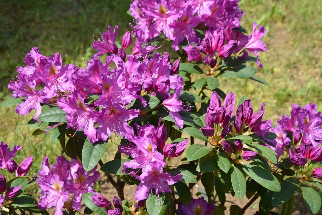 Dubravos arboretume jau pražydo rododendrai
