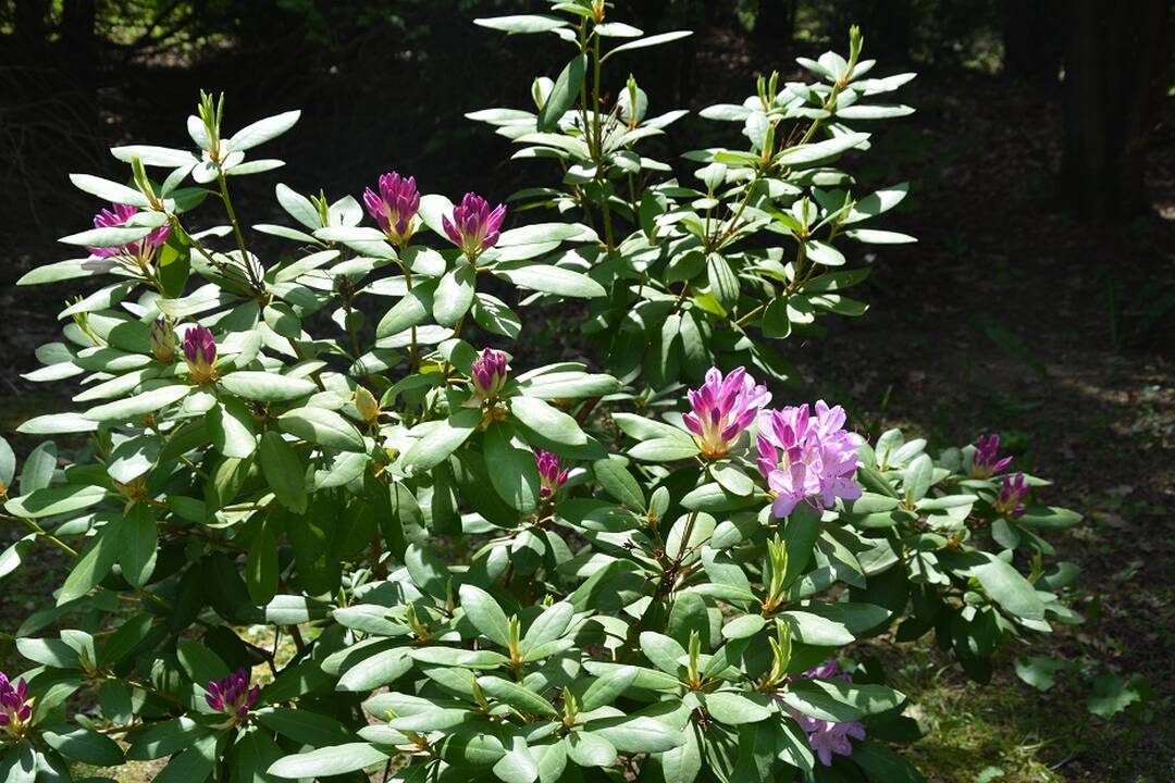 Dubravos arboretume jau pražydo rododendrai