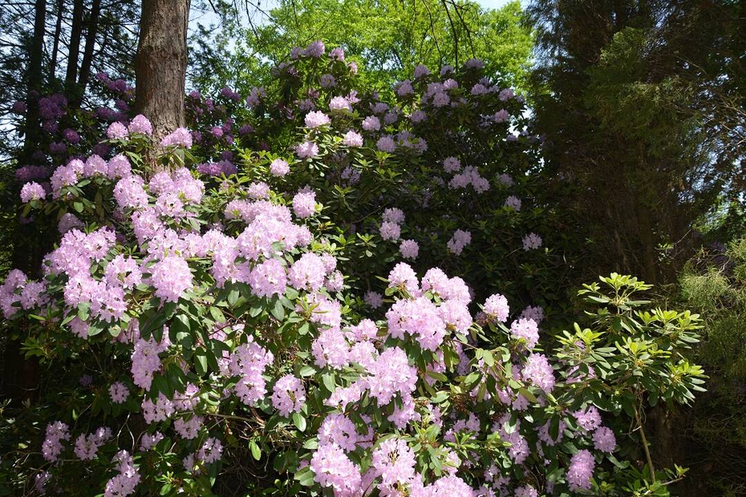 Dubravos arboretume jau pražydo rododendrai
