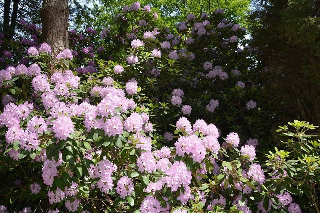 Dubravos arboretume jau pražydo rododendrai