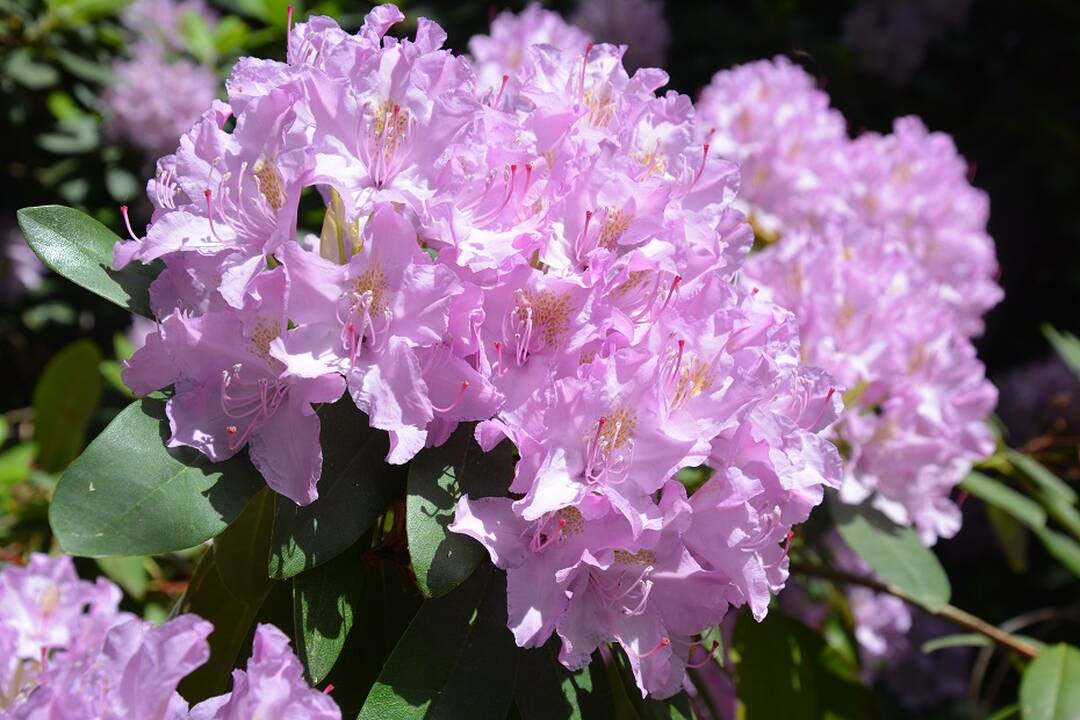 Dubravos arboretume jau pražydo rododendrai