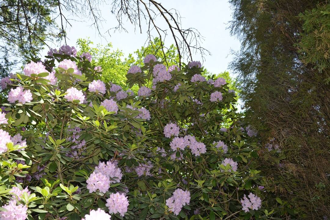 Dubravos arboretume jau pražydo rododendrai
