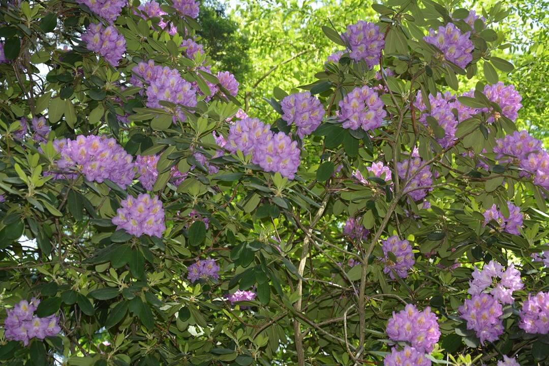 Dubravos arboretume jau pražydo rododendrai