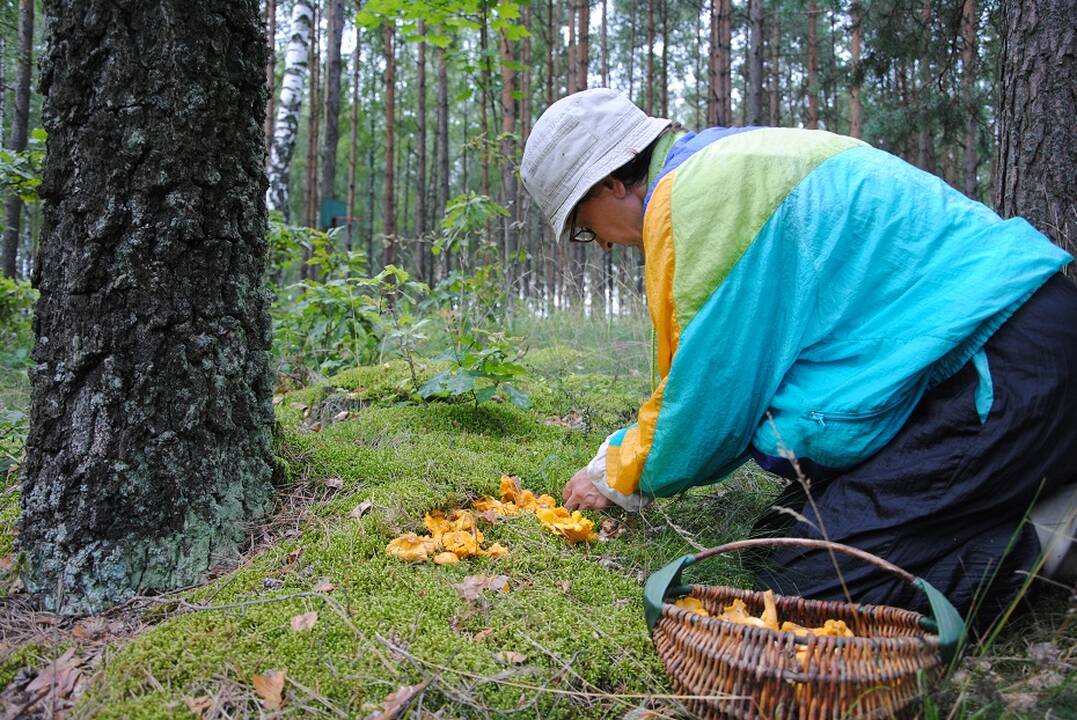 Varėnoje vyks tradicinė Grybų šventė