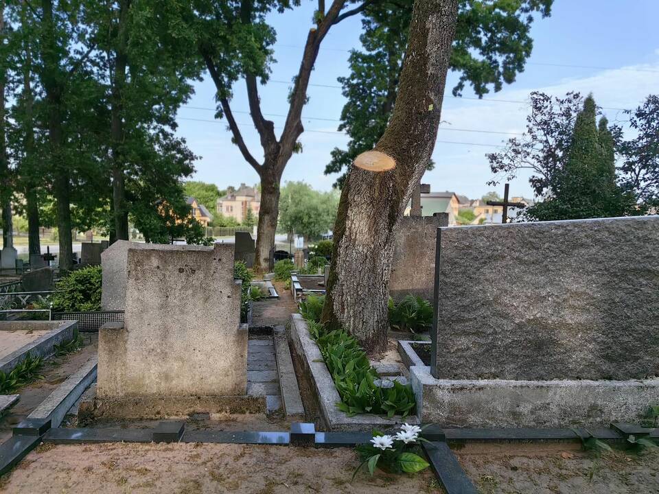 Dingo: atvykus tvarkyti kapų, kauniečiai pamatė, kad nebeliko čia augusio ąžuolo.