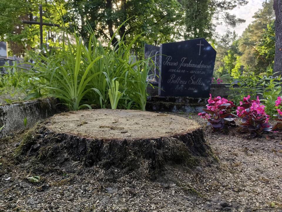 Dingo: atvykus tvarkyti kapų, kauniečiai pamatė, kad nebeliko čia augusio ąžuolo.