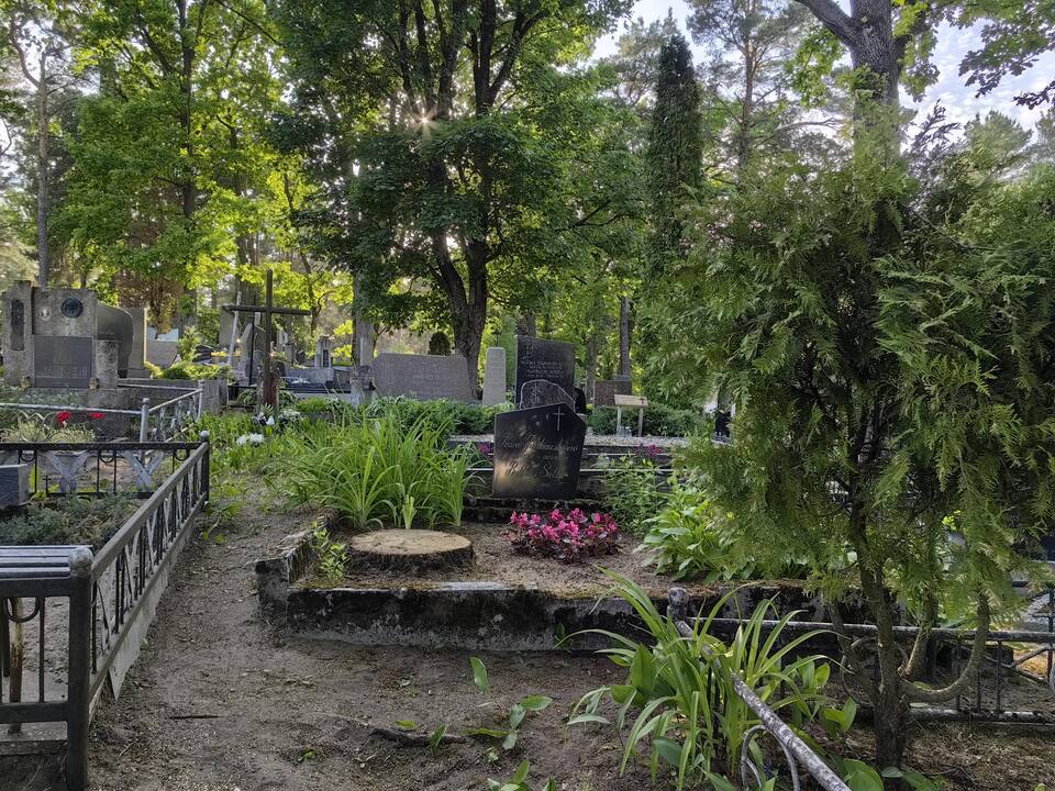 Dingo: atvykus tvarkyti kapų, kauniečiai pamatė, kad nebeliko čia augusio ąžuolo.
