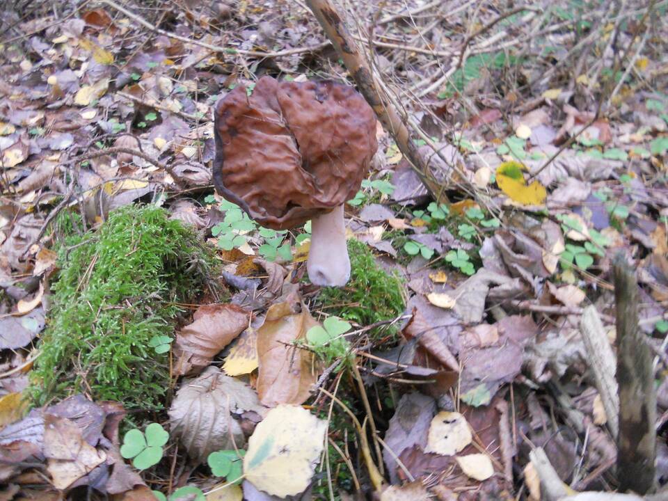 Rudeninis bobausis (kairėje), kuris yra nevalgomas, smarkiai skiriasi nuo valgomų gluosninių kreivabudžių sambūrio.