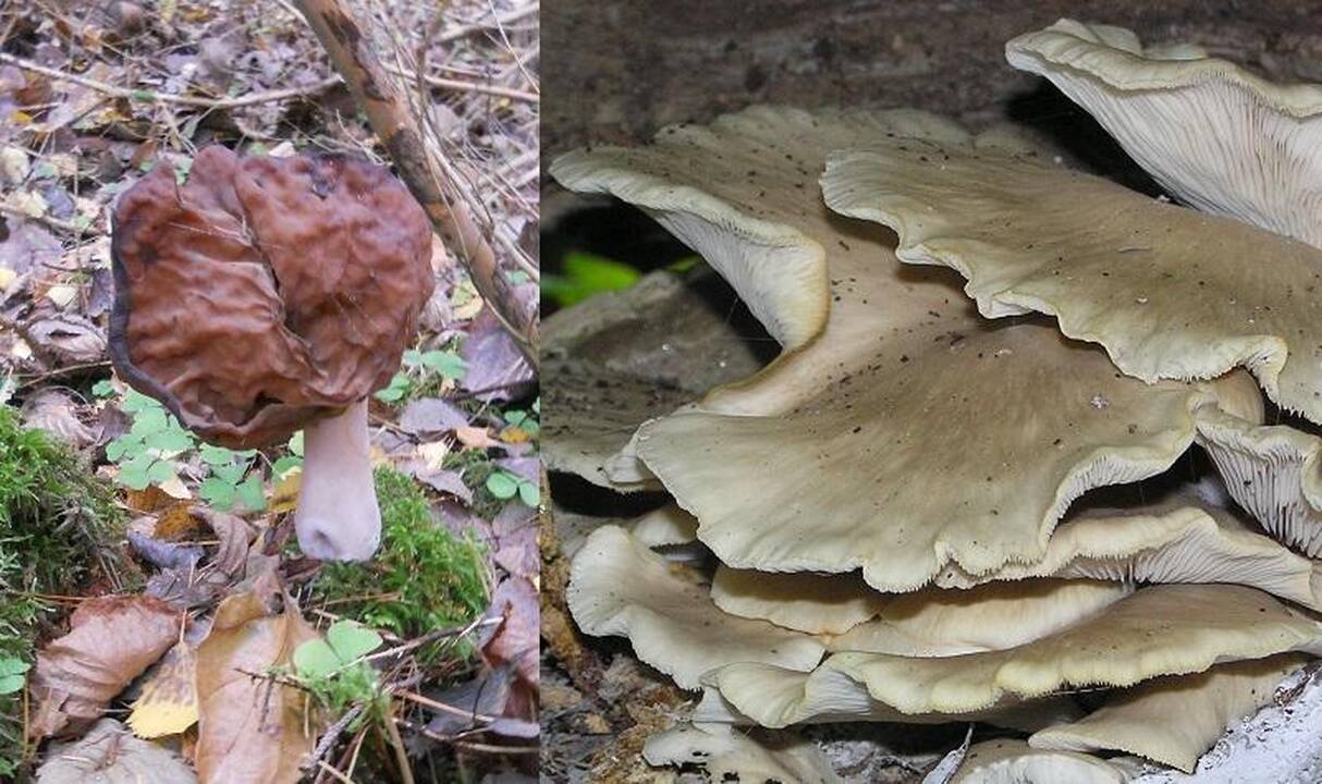 Rudeninis bobausis (kairėje), kuris yra nevalgomas, smarkiai skiriasi nuo valgomų gluosninių kreivabudžių sambūrio.